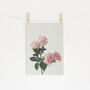 Spring Roses Photographic Flower Print, thumbnail 1 of 2