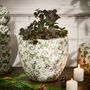Irina Green Botanical Planter, thumbnail 2 of 6