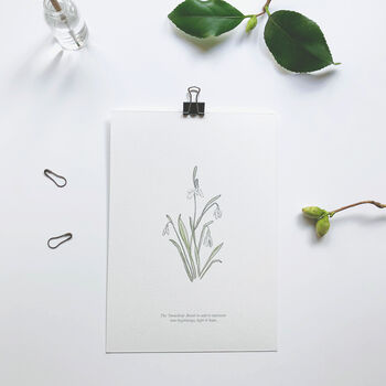 ‘Snowdrop’ Spring Flower Botanical Giclée Print, 2 of 3