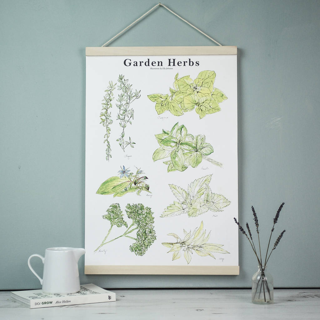 illustrated watercolour garden herb botanical art print by ella johnston art & illustration