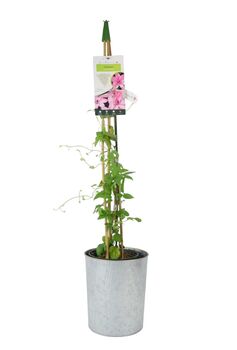 Clematis Hagley Hybrid Climber Plant In 3 L Pot, 3 of 7