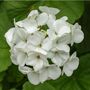 Flowering Plants Geranium 'White' 20 X Plant Pack, thumbnail 5 of 5