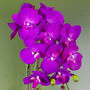 Purple Artificial Orchid Large Gold 52cm Real Touch, thumbnail 3 of 3
