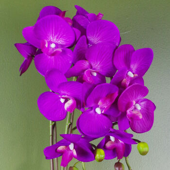 Purple Artificial Orchid Large Gold 52cm Real Touch, 3 of 3