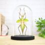 Malayan Jungle Nymph Insect Bug Moth Butterfly Bell Jar Entomology Taxidermy Interior Design Home Decor Cloche Modern Display Gift Ornament, thumbnail 1 of 4