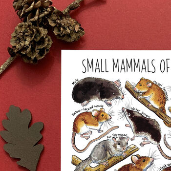 Small Mammals Of Britain Watercolour Postcard, 5 of 8