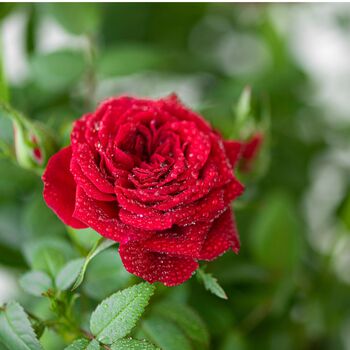 Climbing Rose 'Dublin Bay' Plant In Five L Pot, 5 of 5