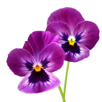 Viola 'Antique Shades' Six X Plant Pack, 2 of 2