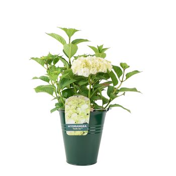 White Hydrangea Plant Elegant Shrub In 3 L Pot, 5 of 7