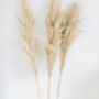 Extra Large Pampas Grass Bunch, thumbnail 1 of 2