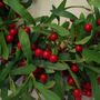 60cm Large Luxury Christmas Mistletoe Red Berry Wreath, thumbnail 6 of 7