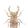 Personalised Stag Beetle Map Print, thumbnail 3 of 4