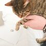 Personalised Pet Paw Print Necklace, thumbnail 2 of 7