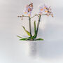 Orla, Wall Mounted Glass Planter, Ideal For Orchids, thumbnail 11 of 11