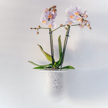 Orla, Wall Mounted Glass Planter, Ideal For Orchids, 11 of 11