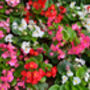 Begonia Plants 'Organdy Mixed' 12 X Compact Plant Pack, thumbnail 6 of 9