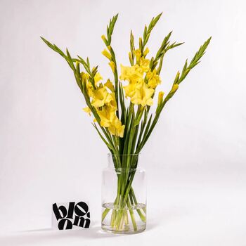 Goldfinch Yellow Gladioli Fresh Flower Bouquet, 2 of 4
