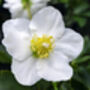 Helleborus Christmas Carol – Winter Garden Perennial, thumbnail 1 of 2