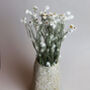 Natural Dried White Daisy Flowers, thumbnail 1 of 4