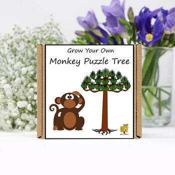 Gardening Gift. Grow Your Own Monkey Puzzle Tree, 2 of 4