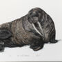 W Is For Walrus Illustration Print, thumbnail 2 of 6