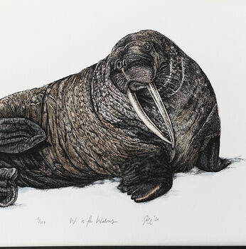 W Is For Walrus Illustration Print, 2 of 6
