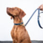 Personalised Luxury Leather Dog Lead, thumbnail 1 of 11
