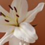 Lily Of The Valley Sterling Silver Dangle Earrings, thumbnail 8 of 11