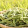 Edamame Plants, 'Green Shell', thumbnail 5 of 5
