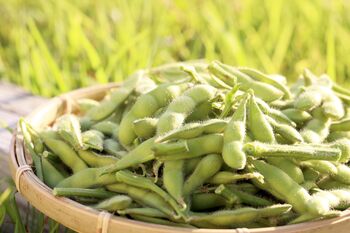 Edamame Plants, 'Green Shell', 5 of 5