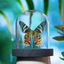 Madagascan Sunset Moth Butterfly Entomology Taxidermy Bell Jar, thumbnail 3 of 5