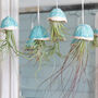 Jellyfish Air Plants, thumbnail 4 of 11