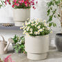 Noma Beige Footed Planter, thumbnail 1 of 4
