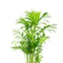 Parlour Palm Plant, Chamaedorea Elegans, One 9cm Pot, thumbnail 1 of 4
