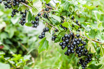Blackcurrant Plants, 'Ben Sarek', 2 of 12