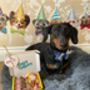 Dog Treat Box The Birthday One, thumbnail 1 of 9