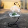 Hanging Glass Bauble Terrarium With Metal Holder, thumbnail 1 of 5