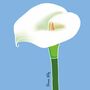 Arum Lily Print On Blue, thumbnail 7 of 7