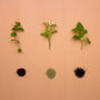 Grow Your Own Herbal Tea Seed Box, thumbnail 2 of 11