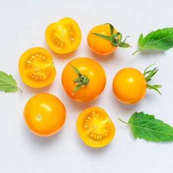 Tomato Plants 'Tumbling Tom Yellow' Six Plug Plant Pack, 6 of 9