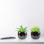 Four Mini Artificial Fake Succulents Plants In Pots, thumbnail 2 of 7