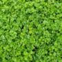 Spinach 'Bella' 12x Full Plant Pack, thumbnail 4 of 6