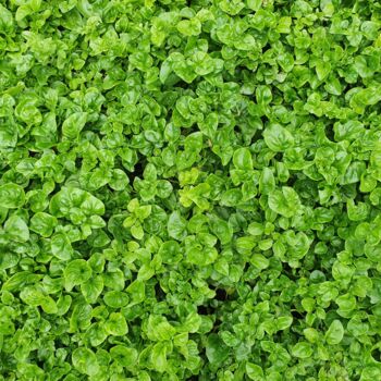 Spinach 'Bella' 12x Full Plant Pack, 4 of 6