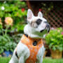 Orange Daisies Dog Harnes, thumbnail 3 of 10