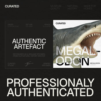 Carcharocles Megalodon Shark Tooth Box Frame Real Authentic Jurassic Dinosaur Fossil Museum Quality Natural History Interior Design Home Decor Gift Ornament, 4 of 5