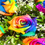 Dozen Rainbow Roses Bouquet Of Fresh Flowers, thumbnail 3 of 5