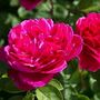 Rose Plants Climbing Rose 'Pink Perpetue', thumbnail 3 of 8