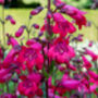 Penstemon 'Ruby Rich' Three X Full Plants In 1 L Pots, thumbnail 3 of 4