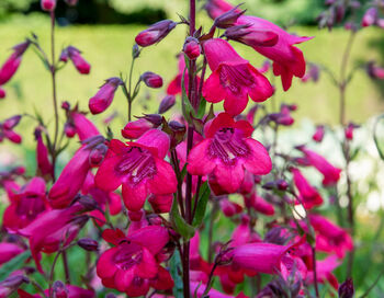 Penstemon 'Ruby Rich' Three X Full Plants In 1 L Pots, 3 of 4