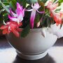 Christmas Cactus Mixed Colours One X 15cm Pot, thumbnail 1 of 3